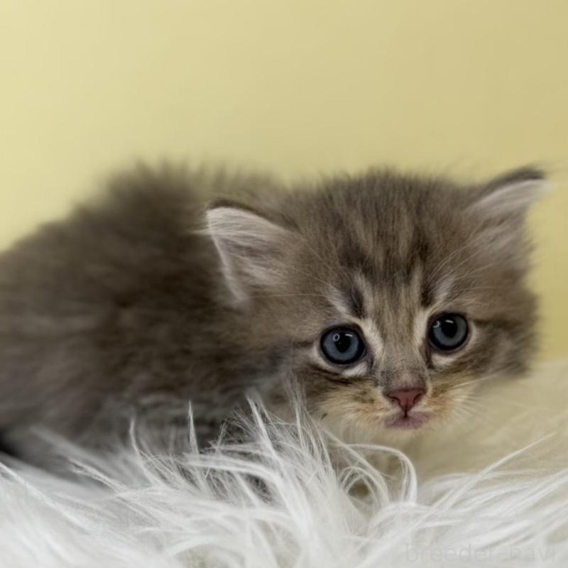 販売中の埼玉県のサイベリアン-136788の1枚目