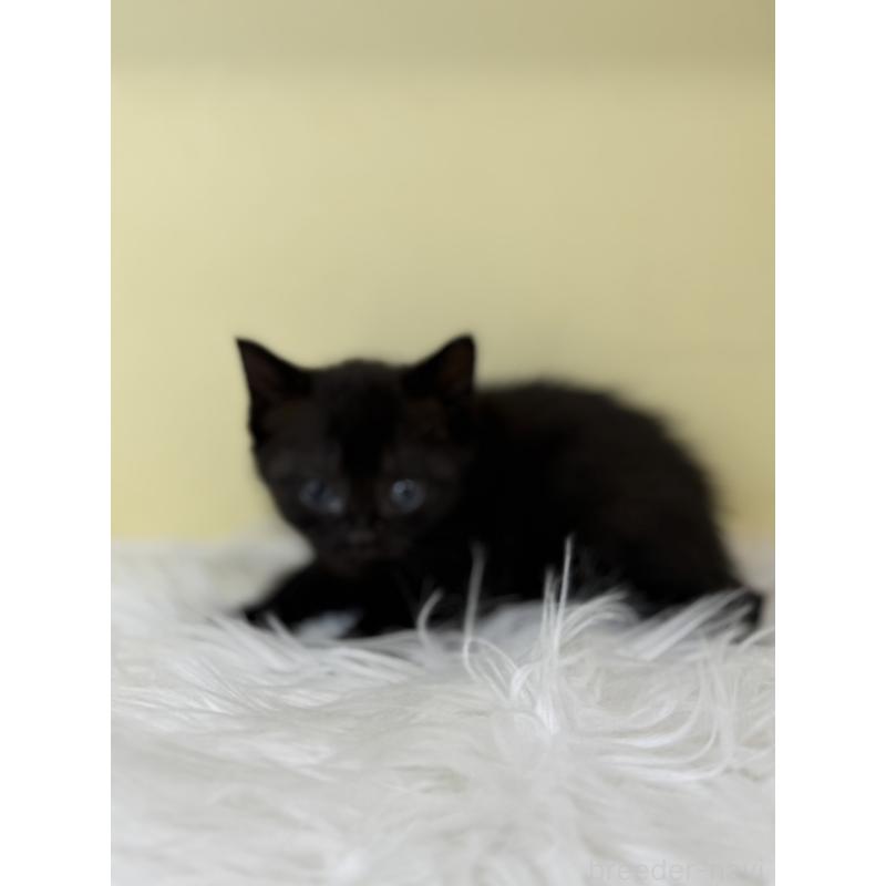 販売中の埼玉県のボンベイ-136789の4枚目