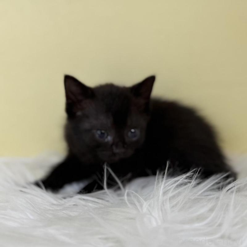 販売中の埼玉県のボンベイ-136789の1枚目