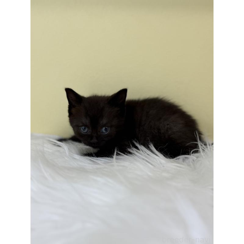 販売中の埼玉県のボンベイ-136790の4枚目