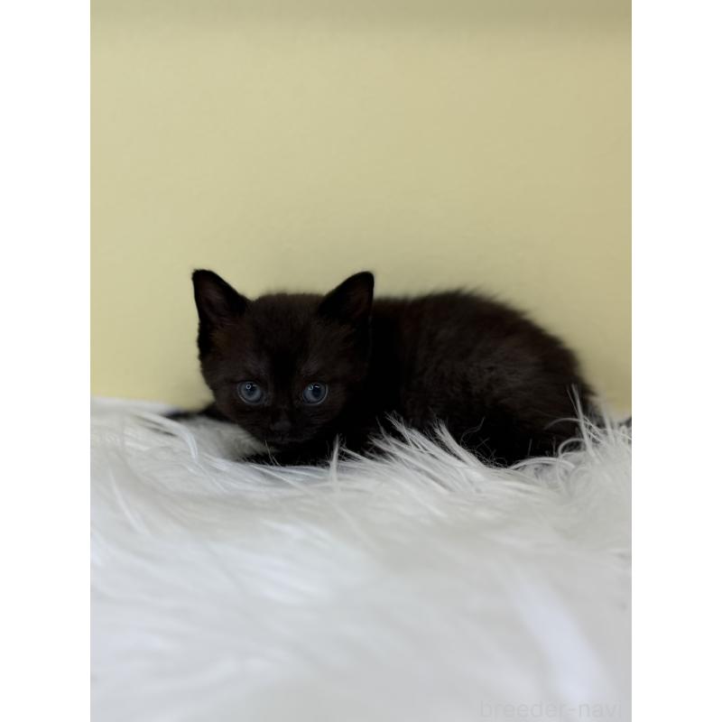 販売中の埼玉県のボンベイ-136790の3枚目