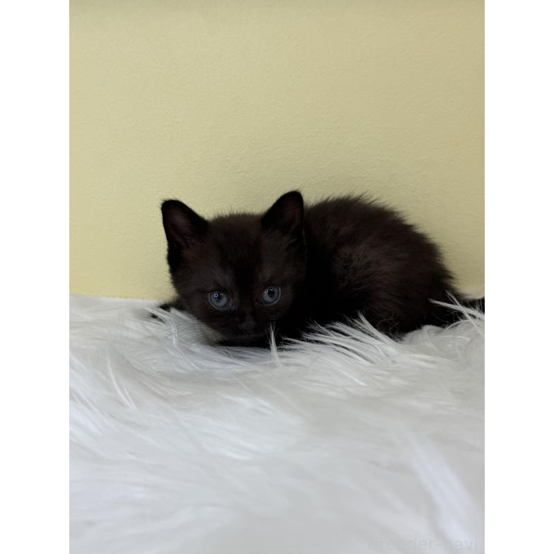 販売中の埼玉県のボンベイ-136790の2枚目