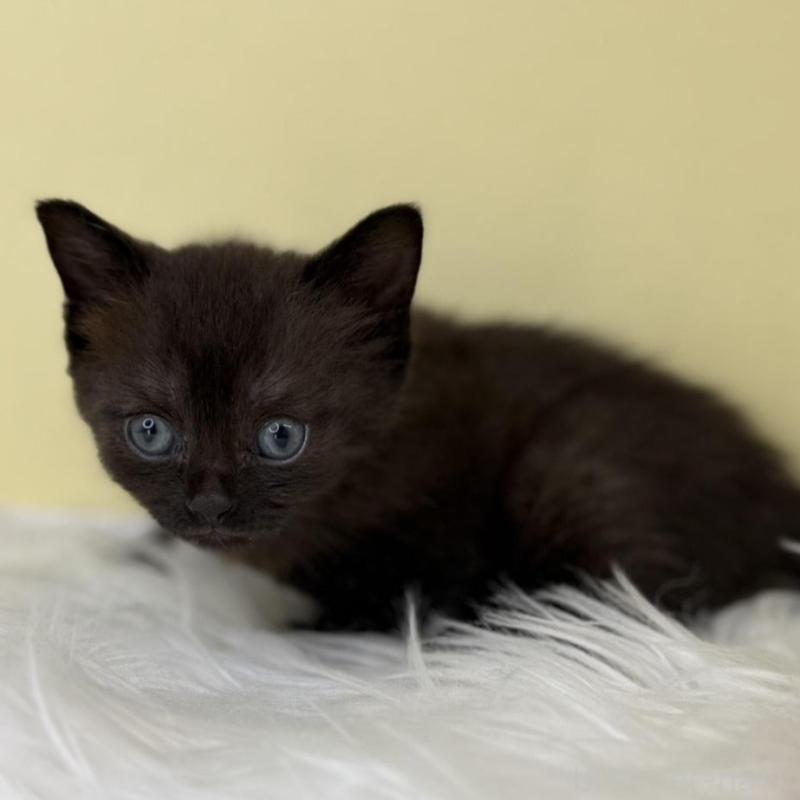 販売中の埼玉県のボンベイ-136790