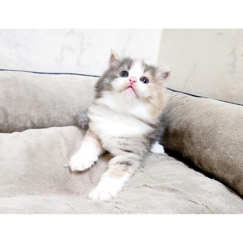 販売中の北海道のノルウェージャンフォレストキャット-136875の5枚目