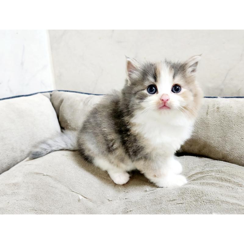 販売中の北海道のノルウェージャンフォレストキャット-136875の4枚目