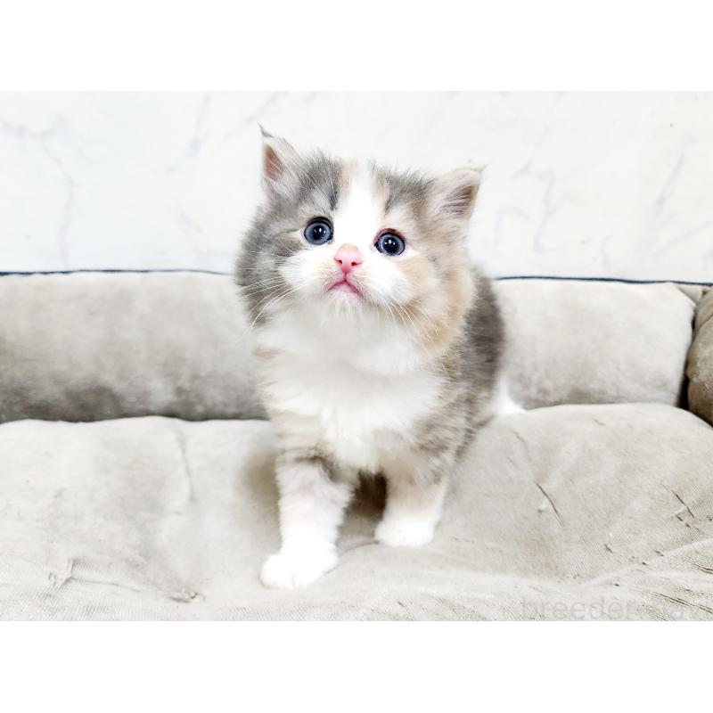 販売中の北海道のノルウェージャンフォレストキャット-136875の3枚目