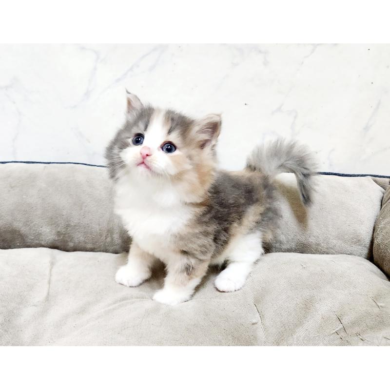 販売中の北海道のノルウェージャンフォレストキャット-136875の2枚目