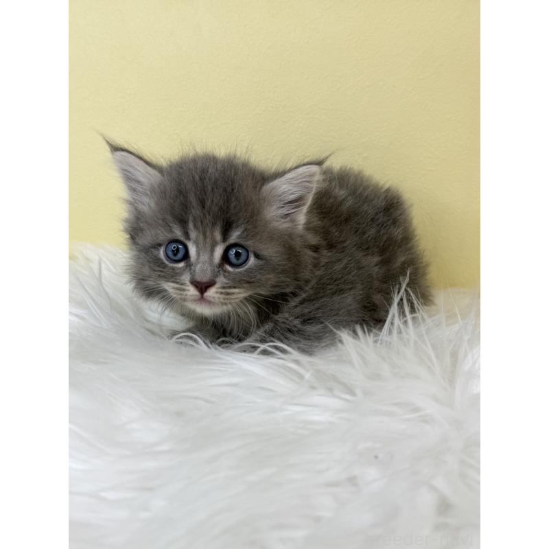 販売中の埼玉県のサイベリアン-136792の4枚目