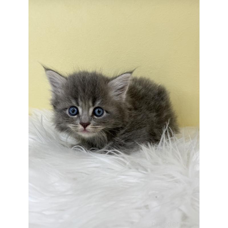 販売中の埼玉県のサイベリアン-136792の3枚目