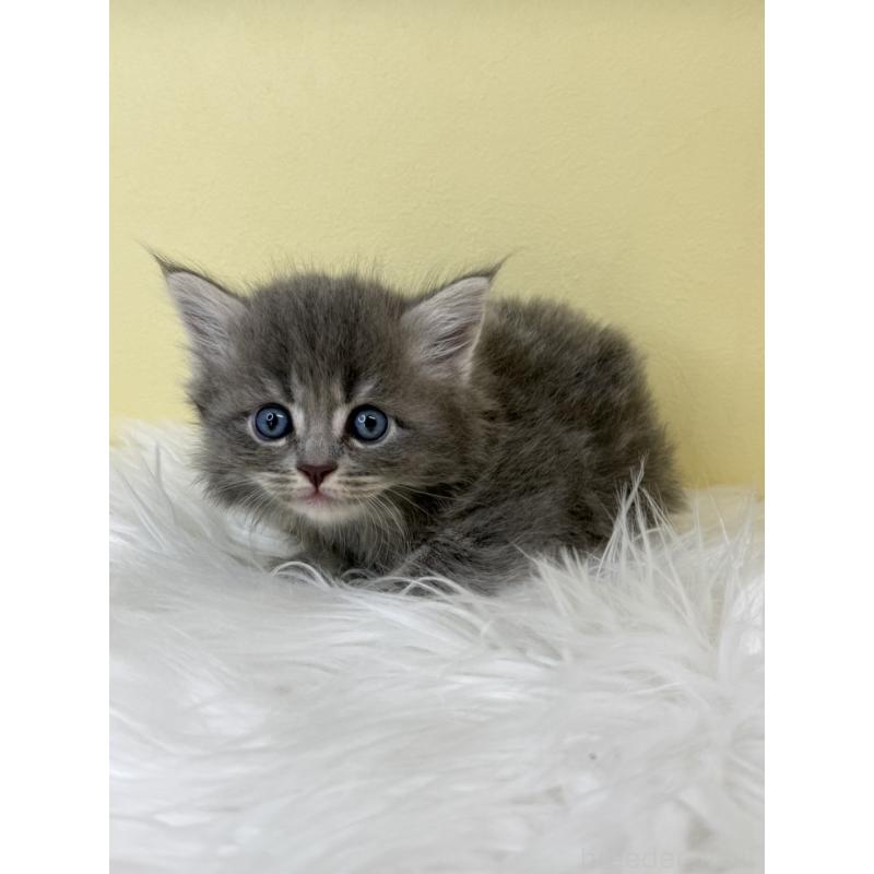 販売中の埼玉県のサイベリアン-136792の2枚目