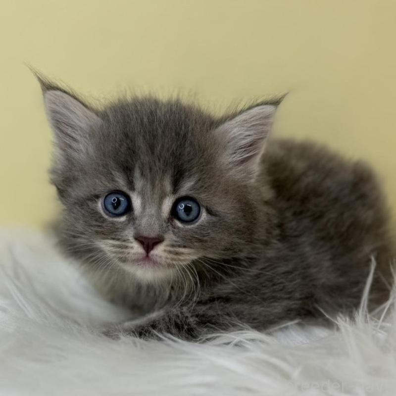 販売中の埼玉県のサイベリアン-136792