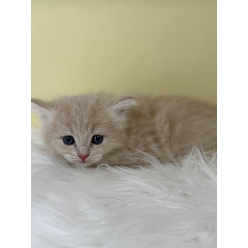 販売中の埼玉県のサイベリアン-136793の4枚目