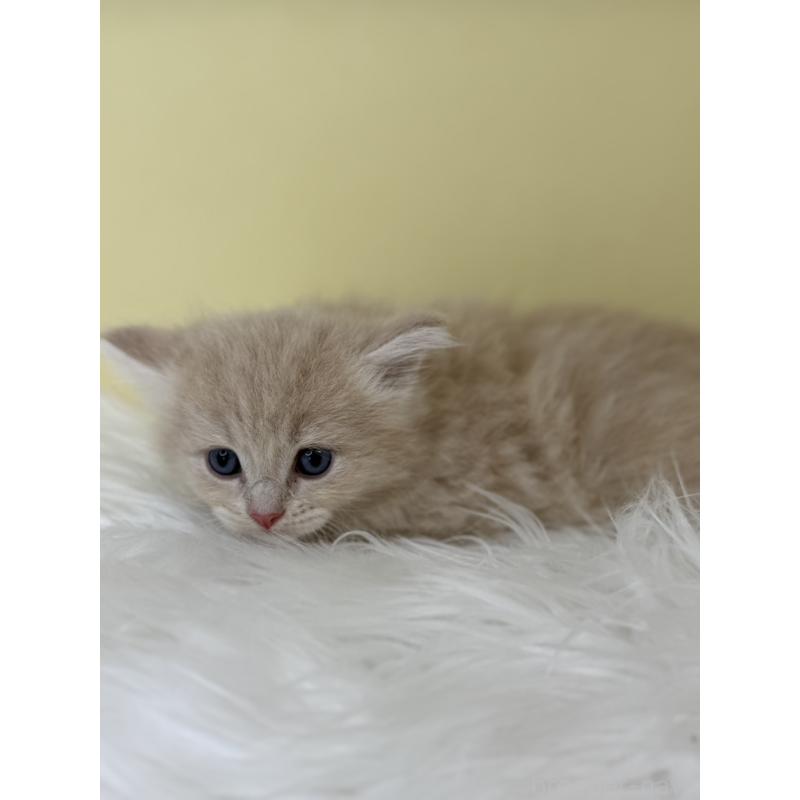 販売中の埼玉県のサイベリアン-136793の3枚目