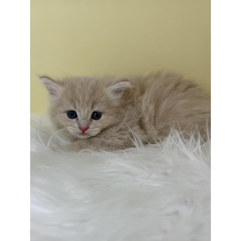 販売中の埼玉県のサイベリアン-136793の2枚目