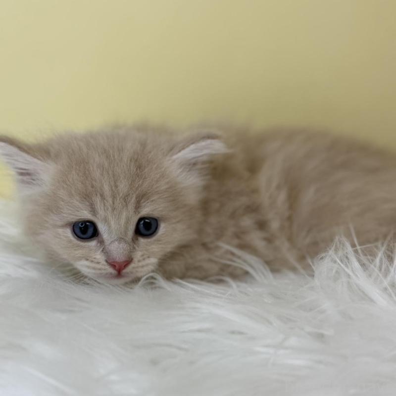 販売中の埼玉県のサイベリアン-136793