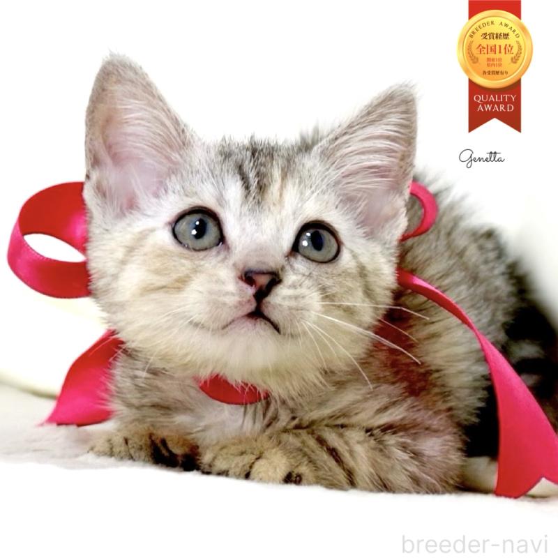 販売中の栃木県のジェネッタ-136058