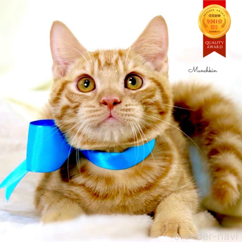 販売中の栃木県のマンチカン-135752