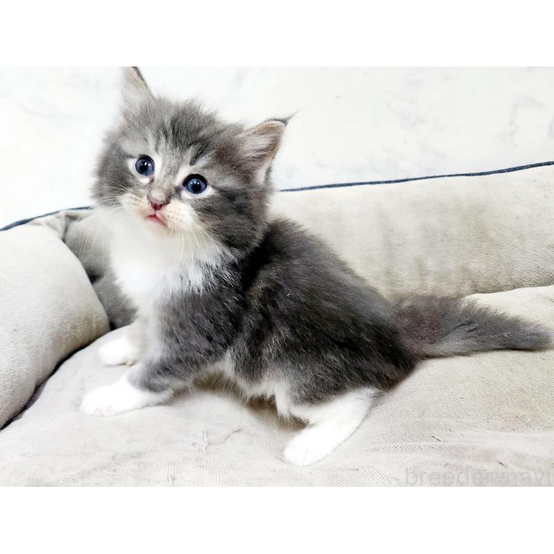 販売中の北海道のノルウェージャンフォレストキャット-136876の7枚目