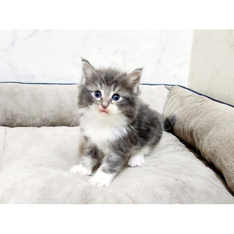 販売中の北海道のノルウェージャンフォレストキャット-136876の6枚目