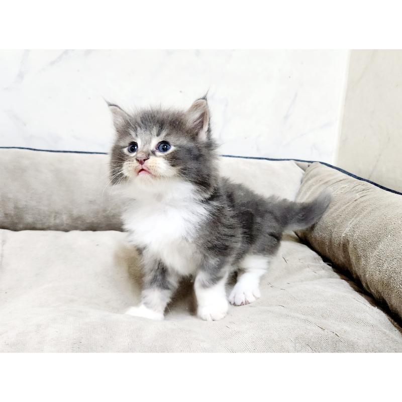 販売中の北海道のノルウェージャンフォレストキャット-136876の5枚目