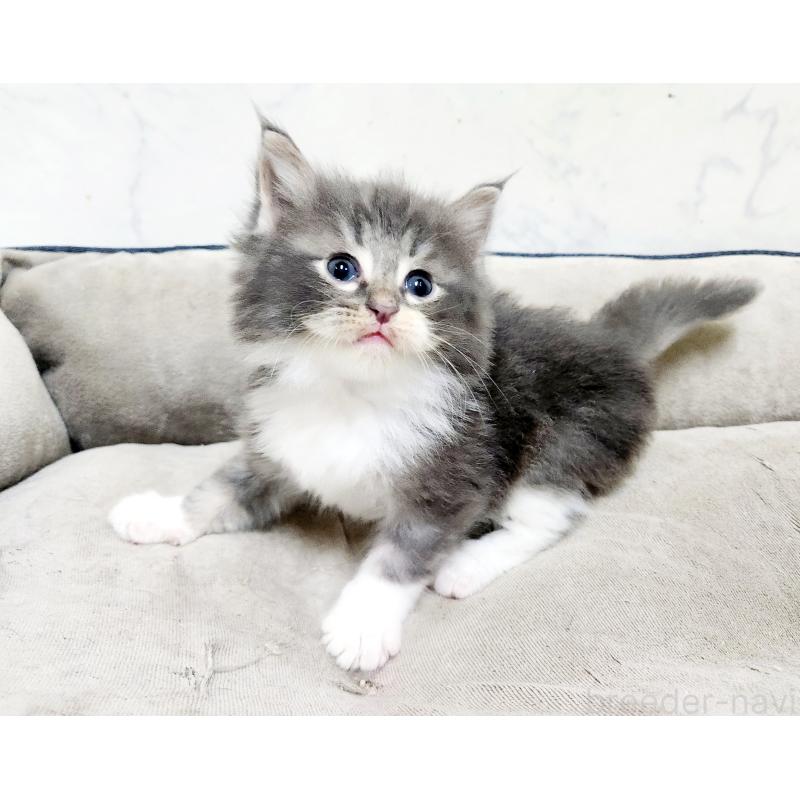 販売中の北海道のノルウェージャンフォレストキャット-136876の3枚目