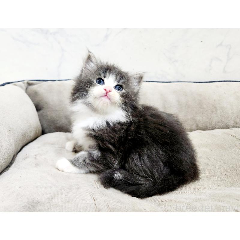 販売中の北海道のノルウェージャンフォレストキャット-136877の8枚目