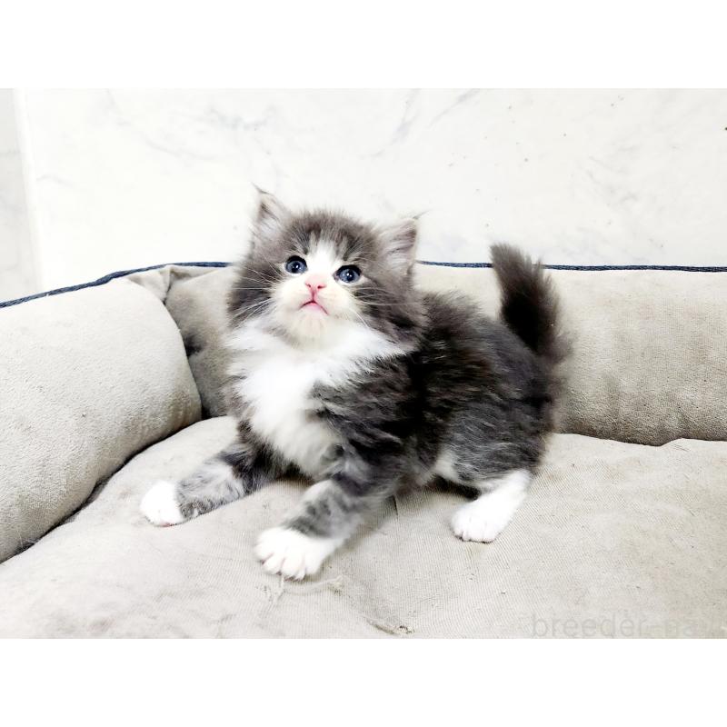 販売中の北海道のノルウェージャンフォレストキャット-136877の7枚目