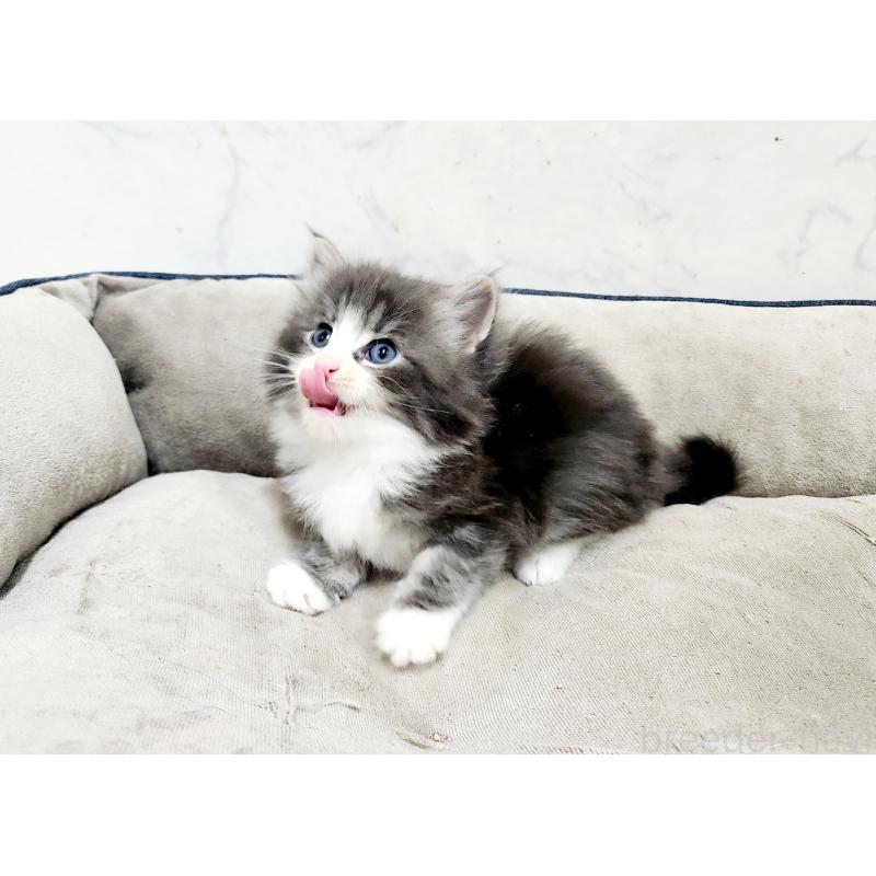 販売中の北海道のノルウェージャンフォレストキャット-136877の6枚目