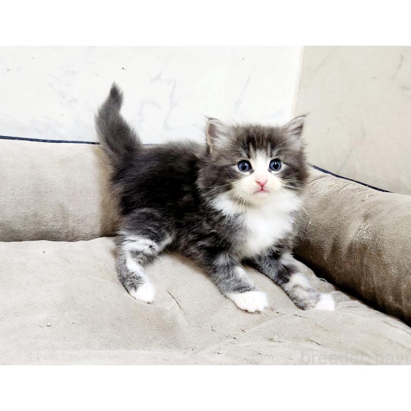 販売中の北海道のノルウェージャンフォレストキャット-136877の4枚目