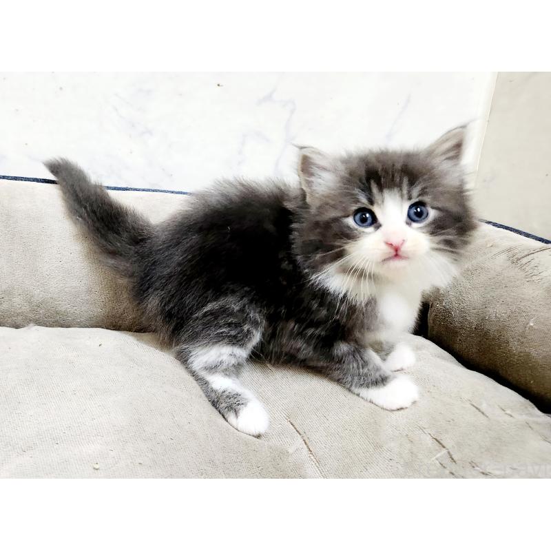 販売中の北海道のノルウェージャンフォレストキャット-136877の3枚目