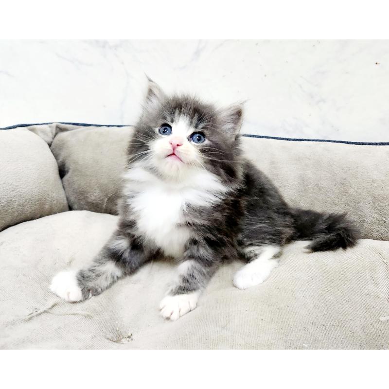 販売中の北海道のノルウェージャンフォレストキャット-136877の2枚目