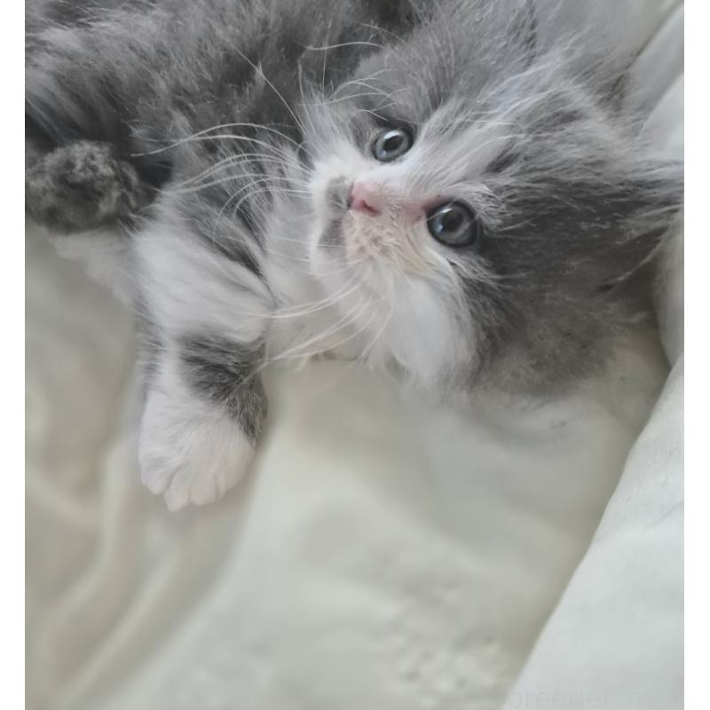 販売中の福岡県のマンチカン(短足)-135648