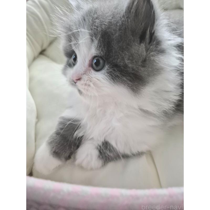 成約済の福岡県のマンチカン(短足)-135648の3枚目