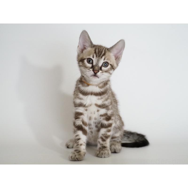 販売中の神奈川県のベンガル-136878の1枚目