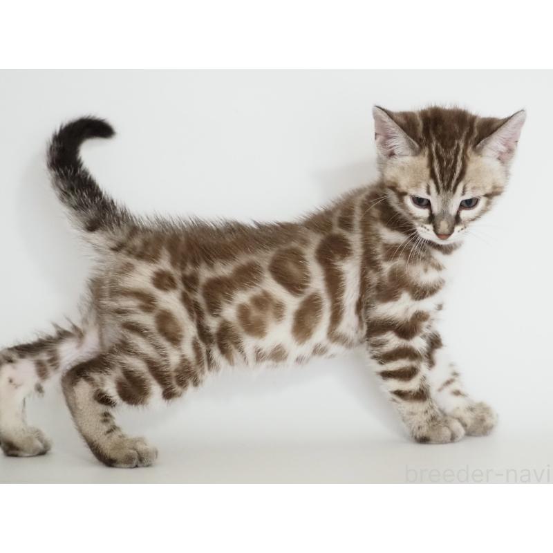 販売中の神奈川県のベンガル-136878の5枚目