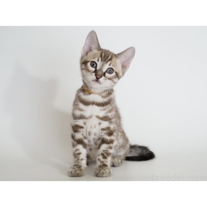 販売中の神奈川県のベンガル-136878の4枚目