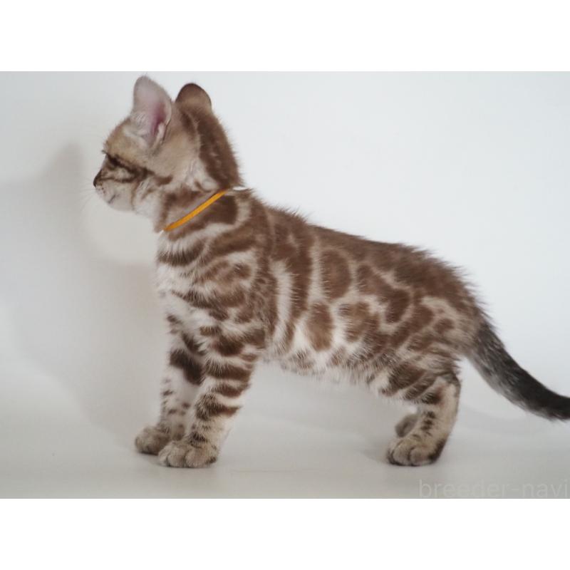 販売中の神奈川県のベンガル-136878の3枚目