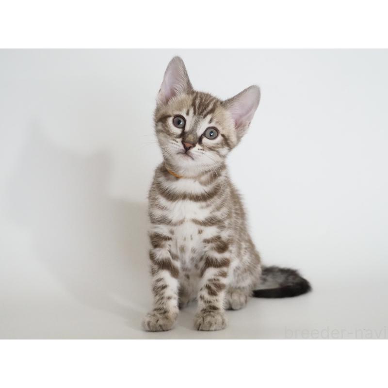 販売中の神奈川県のベンガル-136878の2枚目