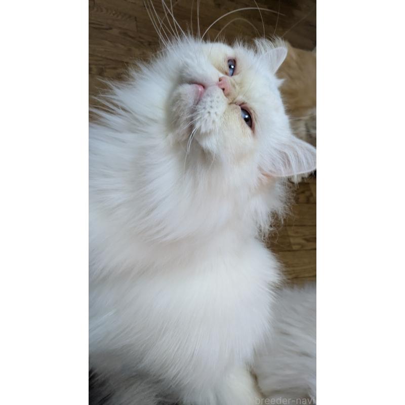 販売中の大阪府のミヌエット-119962の7枚目