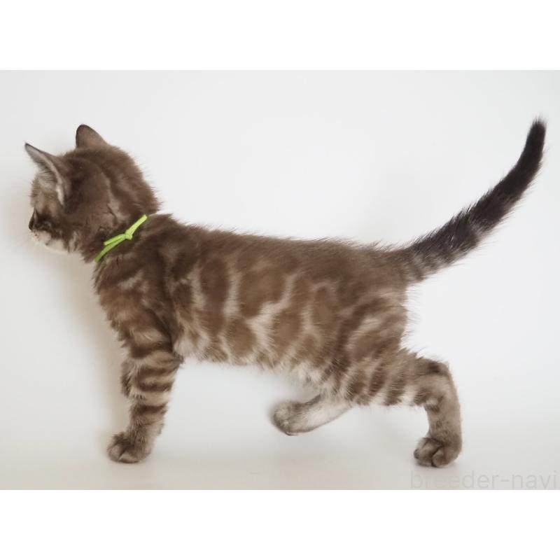 販売中の神奈川県のベンガル-136879の5枚目