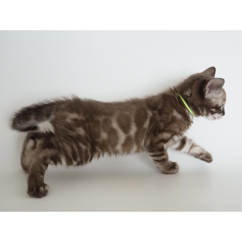 販売中の神奈川県のベンガル-136879の4枚目