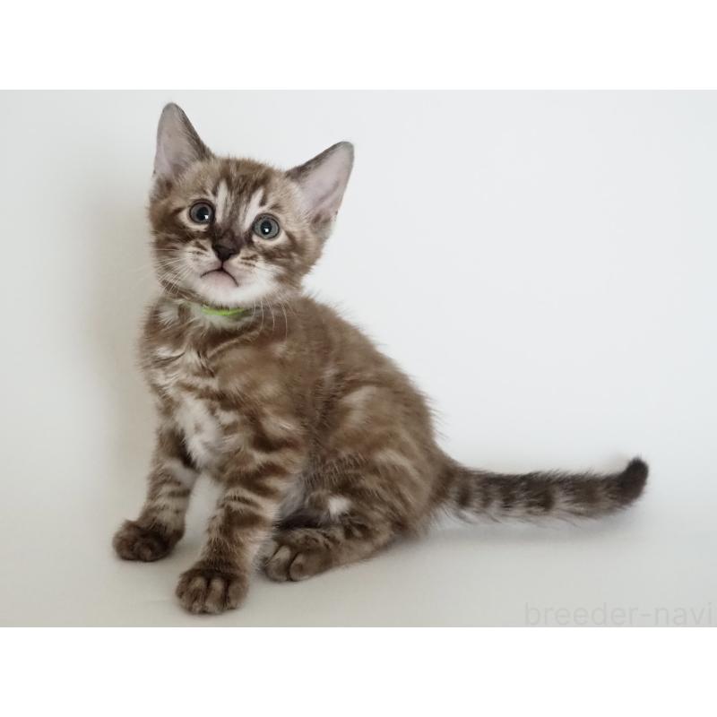 販売中の神奈川県のベンガル-136879の3枚目