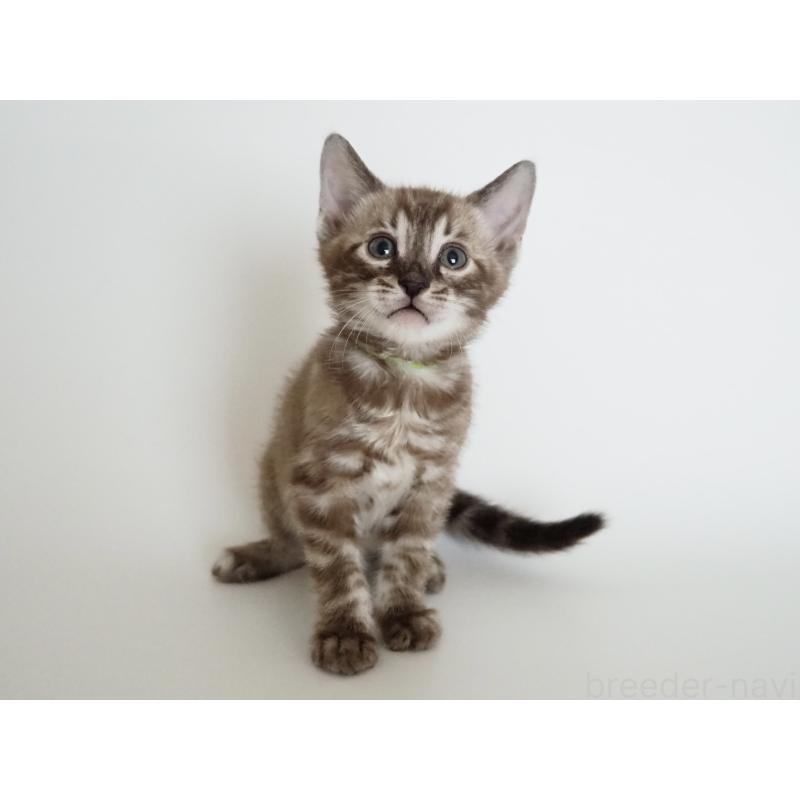 販売中の神奈川県のベンガル-136879の2枚目