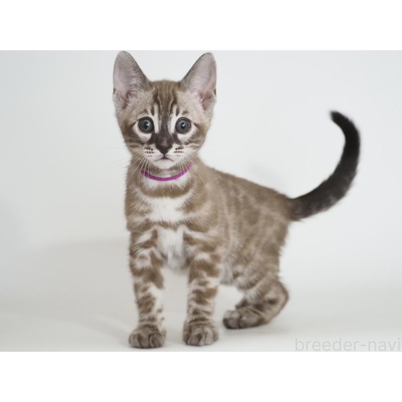 販売中の神奈川県のベンガル-136880の6枚目