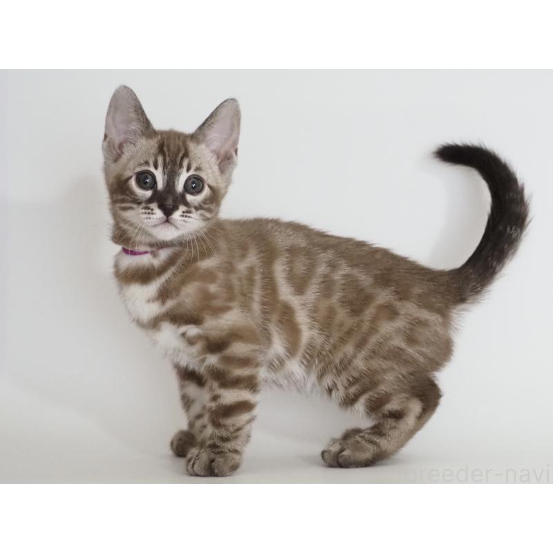 販売中の神奈川県のベンガル-136880の5枚目