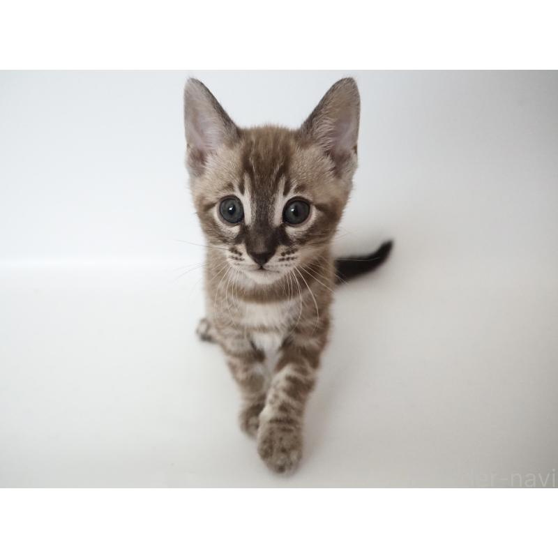 販売中の神奈川県のベンガル-136880の3枚目