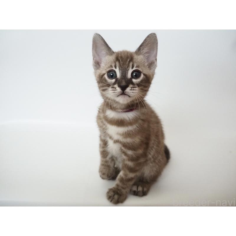 販売中の神奈川県のベンガル-136880の2枚目