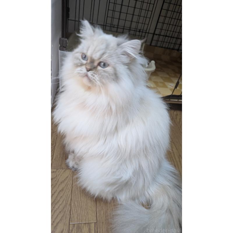 販売中の大阪府のミヌエット-127978の2枚目