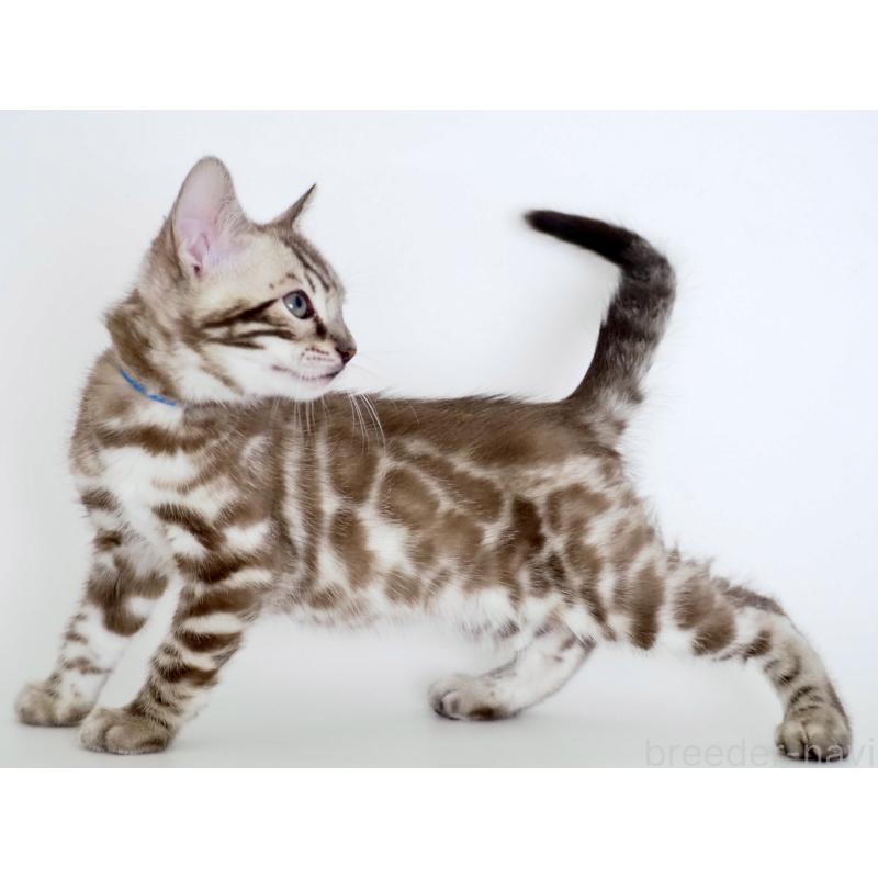 販売中の神奈川県のベンガル-136881