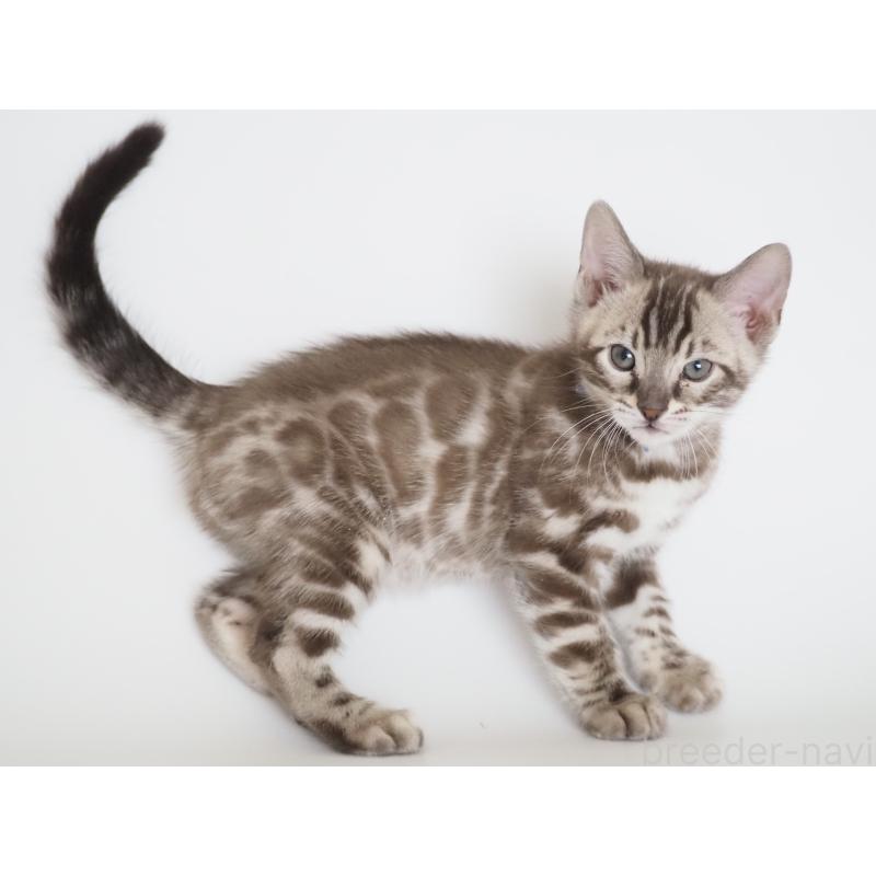 販売中の神奈川県のベンガル-136881の9枚目